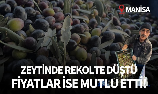 Zeytinde rekolte düştü fiyatlar mutlu etti!