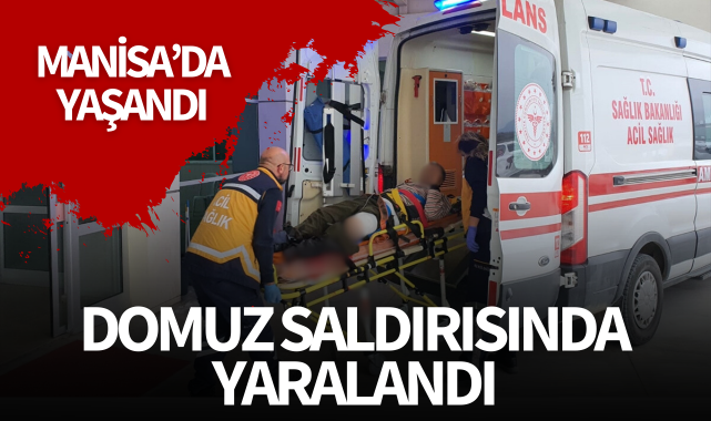 Domuzun saldırdığı çoban yaralandı