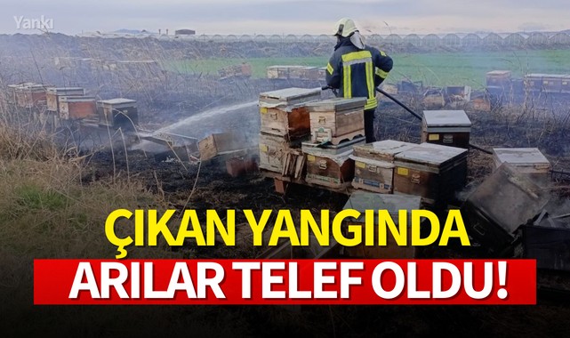 Çıkan yangında arılar telef oldu!