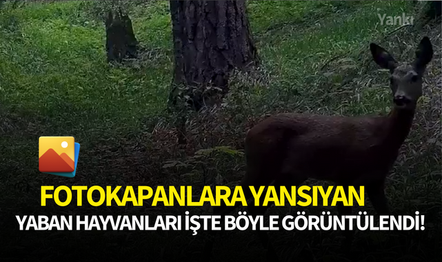 Fotokapanlara yansıyan yaban hayvanları işte böyle görüntülendi!