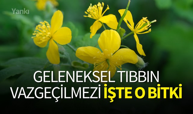 Geleneksel tıbbın vazgeçilmezi işte o bitki
