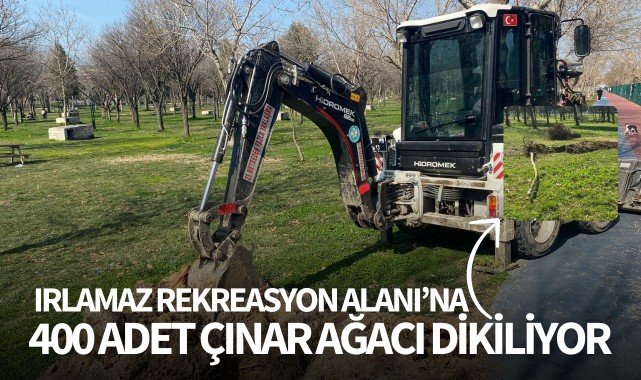 Irlamaz'a 400 adet çınar ağacı dikiliyor