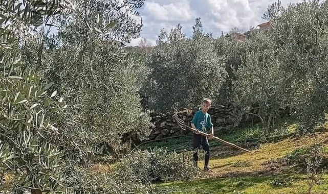 Zeytin budaması ve ilaçlaması devam ediyor