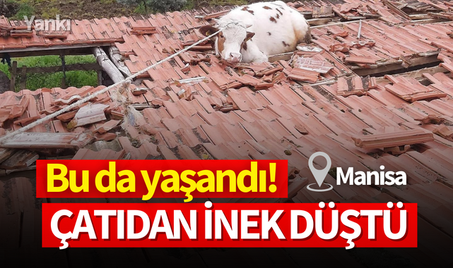 Bu da yaşandı! Çatıdan inek düştü