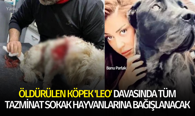 Öldürülen köpek 'Leo' davasında tüm tazminat sokak hayvanlarına bağışlanacak