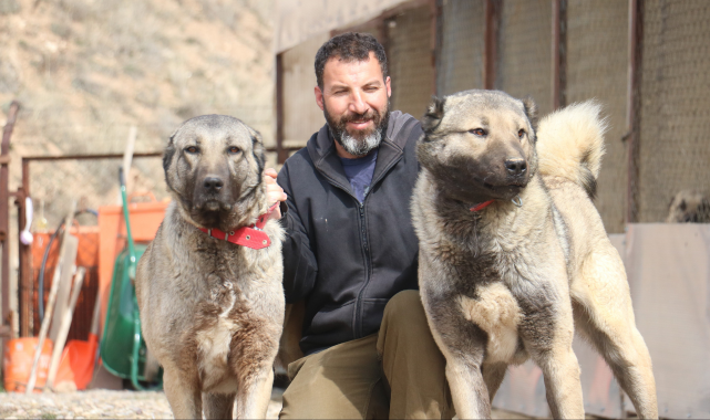 Sokak köpeklerinde kurt özellikleri görülmeye başladı
