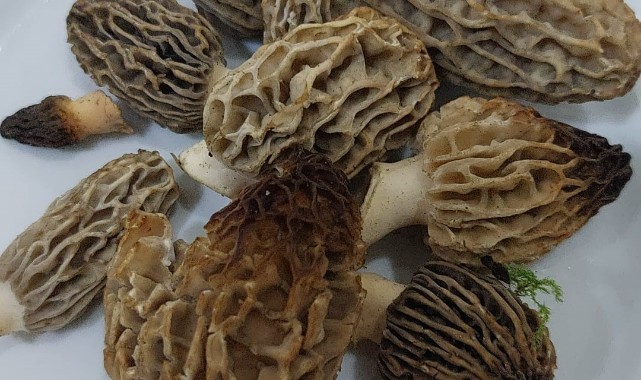 Yağmur sonrası Manisa’da kuzugöbeği bereketi