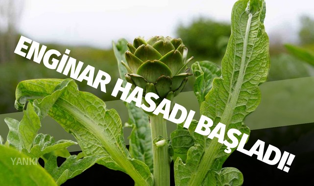 Enginar hasadı başladı!