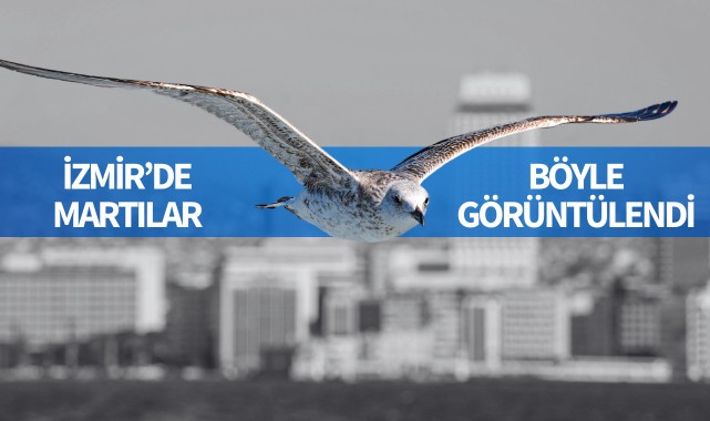 İzmir'de martılar böyle görüntülendi!