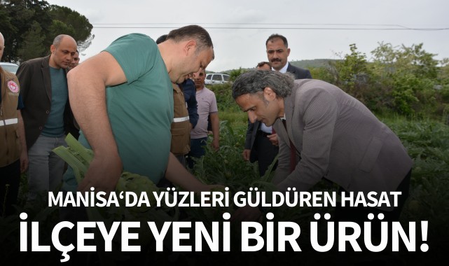Manisa'da yüzleri güldüren hasat!