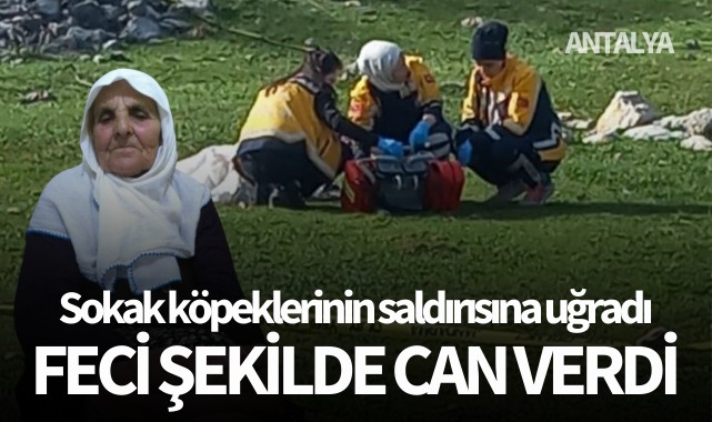 Sokak köpeklerinin saldırısına uğradı: Feci şekilde can verdi!