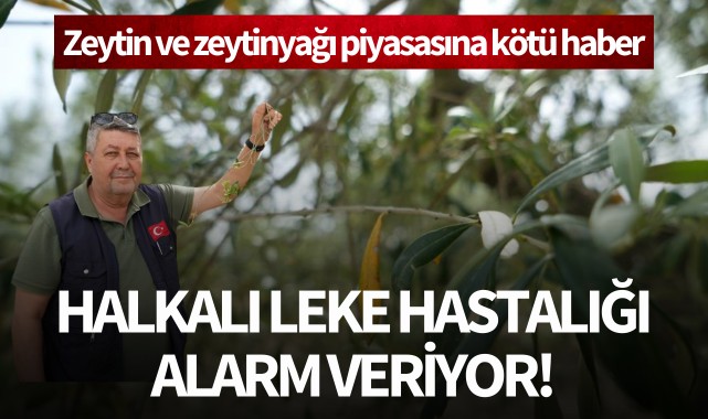 Zeytin ve zeytinyağında halkalı leke hastalığı alarm veriyor!