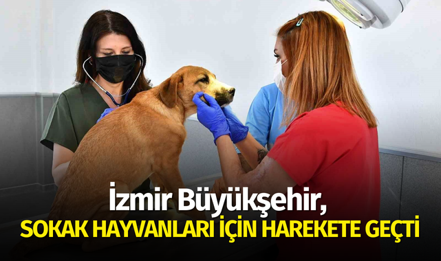 İzmir Büyükşehir, sokak hayvanları için harekete geçti