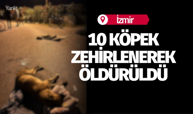 İzmir’de 10 köpek zehirlenerek öldürüldü
