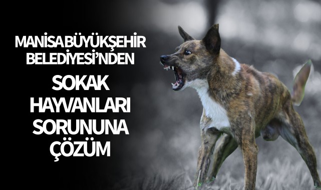 Manisa Büyükşehir Belediyesi'nden sokak hayvanları sorununa çözüm
