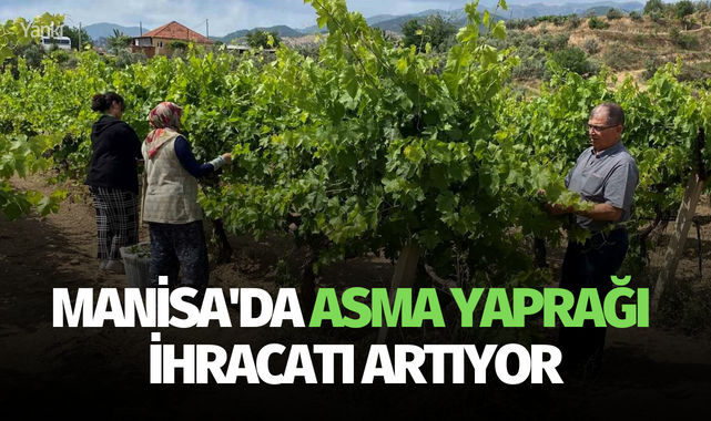 Manisa'da asma yaprağı ihracatı artıyor