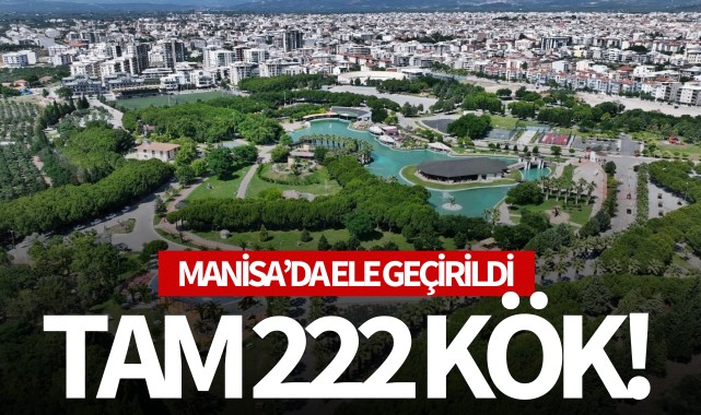 Manisa'da ele geçirildi: Tam 222 kök!