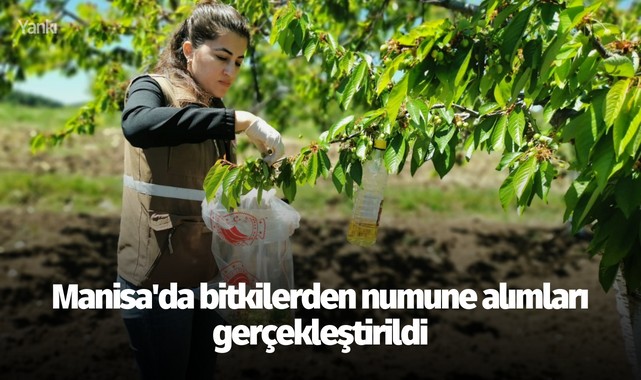 Manisa'da bitkilerden numune alımları gerçekleştirildi