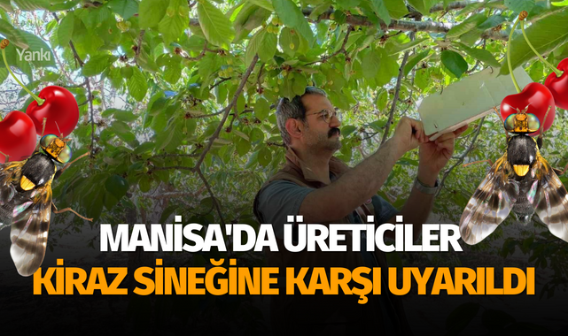 Manisa'da üreticiler kiraz sineğine karşı uyarıldı