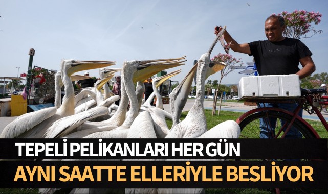 Tepeli pelikanları her gün elleriyle besliyor