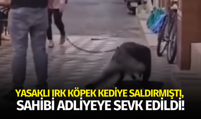 Yasaklı ırk köpek kediye saldırmıştı, sahibi adliyeye sevk edildi!