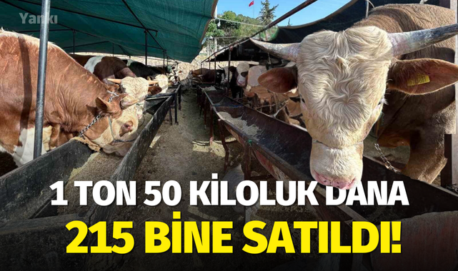1 ton 50 kiloluk dana 215 bine satıldı