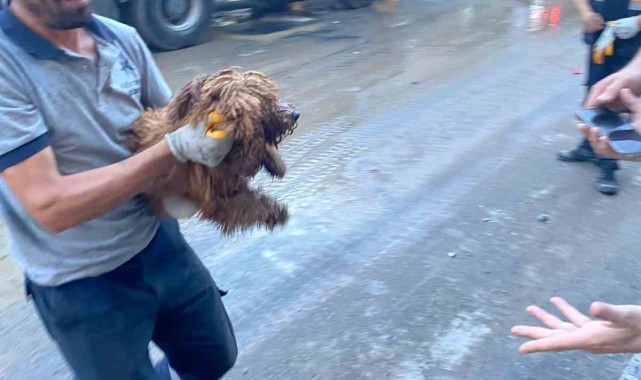 Çöken binanın enkazından 12 saat sonra bir köpek canlı olarak kurtarıldı