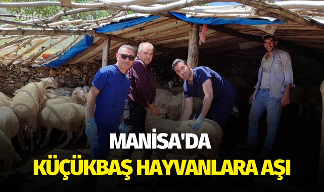 Manisa'da küçükbaş hayvanlara aşı