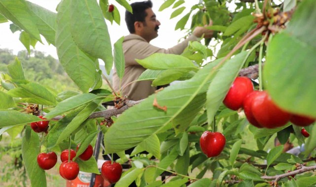 Manisa'da kiraz hasadı devam ediyor