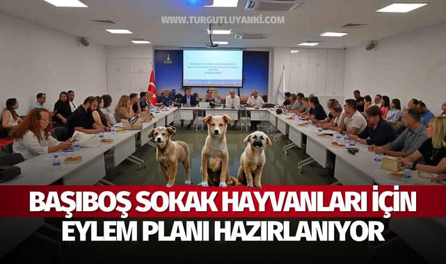 Başıboş sokak hayvanları için eylem planı hazırlanıyor