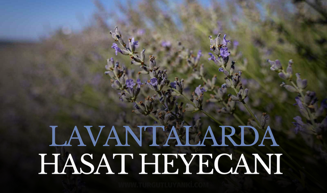 Lavantalarda hasat heyecanı