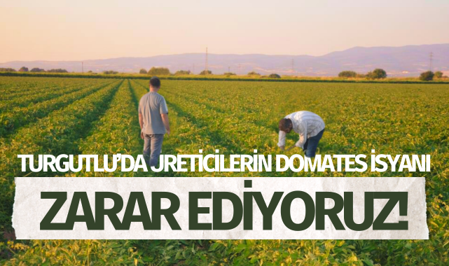 Turgutlu'da üreticilerin domates isyanı: 'Zarar ediyoruz!'