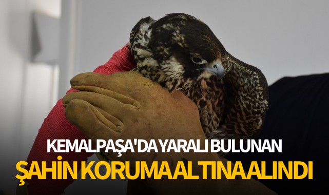 Kemalpaşa'da yaralı bulunan şahin koruma altına alındı
