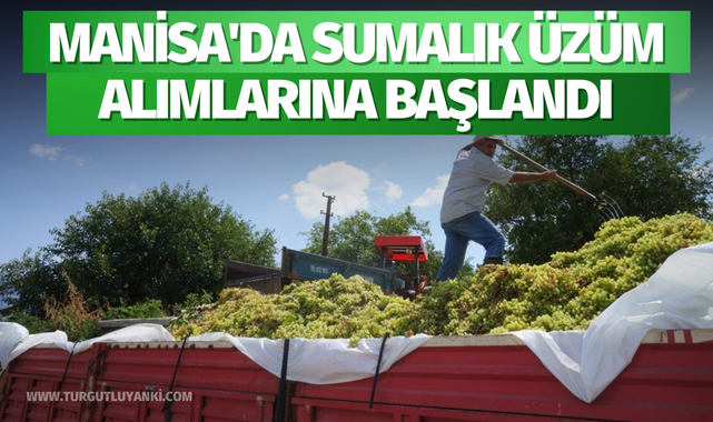 Manisa'da sumalık üzüm alımlarına başlandı