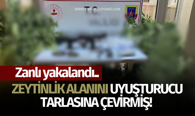 Zeytinlik alanını uyuşturucu tarlasına çevirmiş! Zanlı yakalandı..