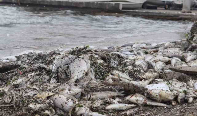 İzmir Körfezi'nde balık ölümleri sürüyor