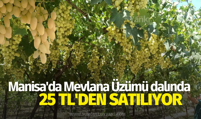 Manisa'da Mevlana Üzümü dalında 25 TL'den satılıyor