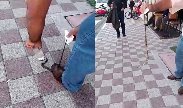 Kahvehaneye giren yılanı vatandaş yakaladı