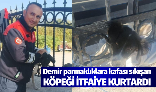 Demir parmaklıklara kafası sıkışan köpeği itfaiye kurtardı