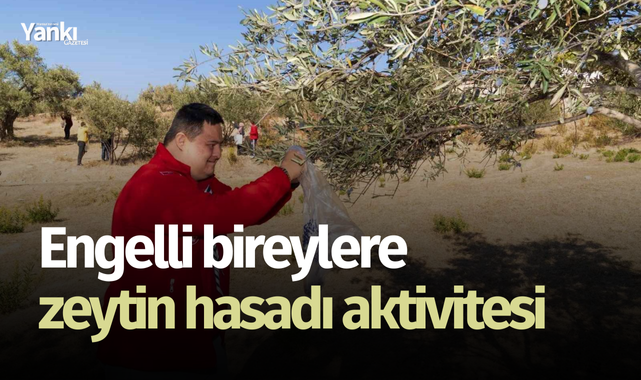 Engelli bireylere zeytin hasadı aktivitesi