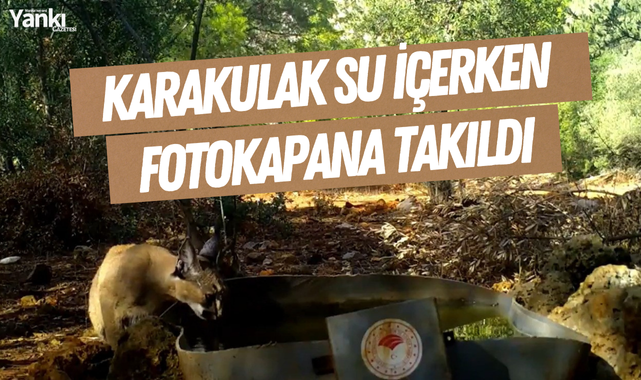 Karakulak su içerken fotokapana takıldı