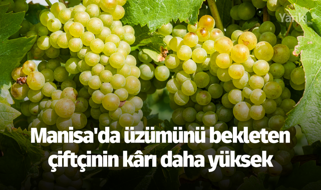 Manisa'da üzümünü bekleten çiftçinin kârı daha yüksek