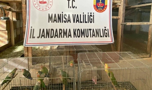 Manisa'da üretimi yasak papağan satışı yapan şahsa 1 buçuk milyonluk ceza