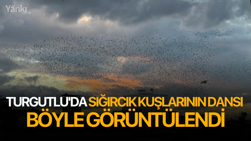 Turgutlu'da Sığırcık Kuşlarının dansı böyle görüntülendi