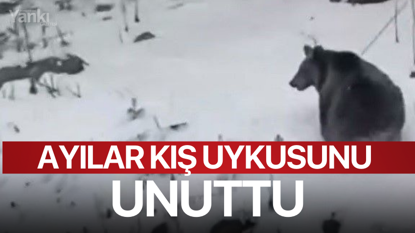 Ayılar kış uykusunu unuttu