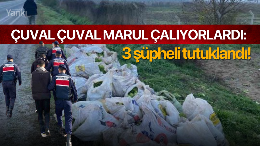 Çuval çuval marul çalıyorlardı: 3 şüpheli tutuklandı!