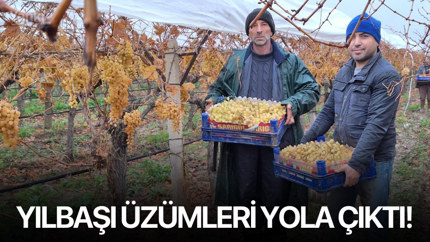 Yılbaşı üzümleri yola çıktı!