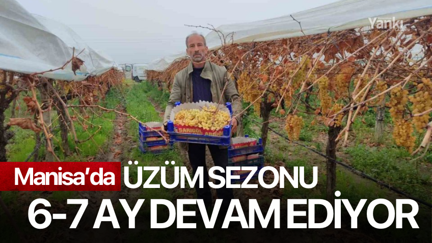 Manisa'da üzüm sezonu 6-7 ay devam ediyor