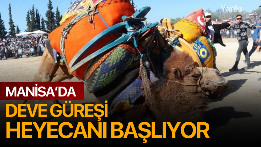 Manisa'da Deve Güreşi Heyecanı Başlıyor