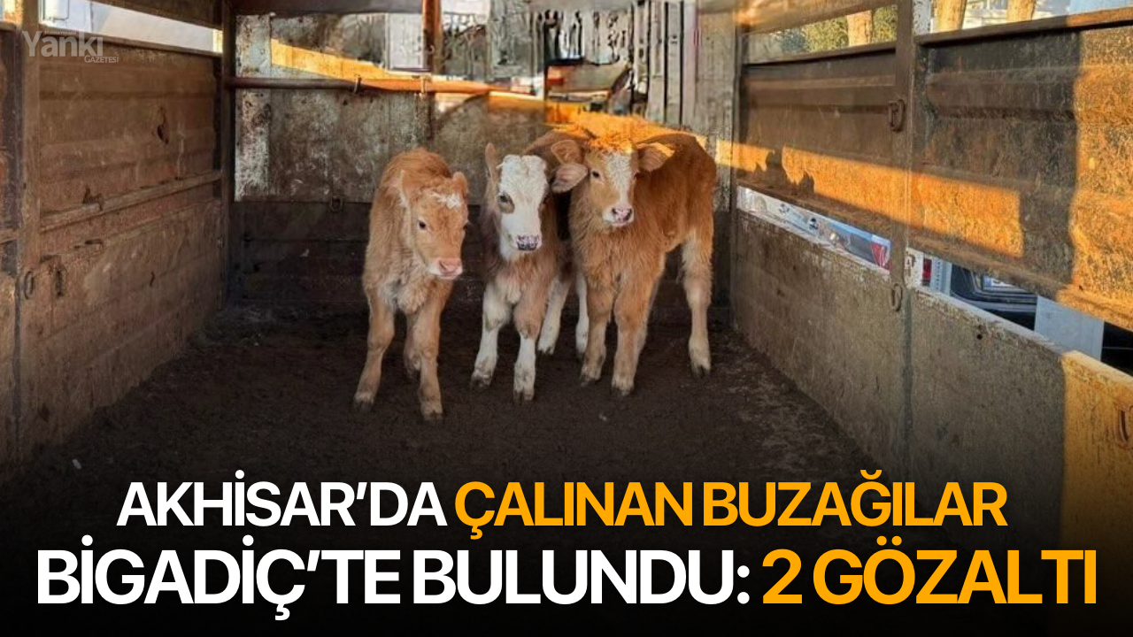 Akhisar’da çalınan buzağılar Bigadiç’te bulundu: 2 gözaltı